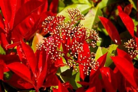 How To Grow A Photinia Hedge – Urban Garden Gal