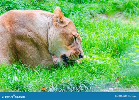 Lion in the grass stock image. Image of plant, kruger - 49884687