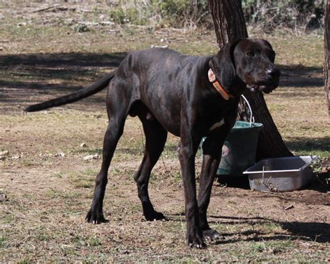 Plott Hound - Puppies, Rescue, Pictures, Information, Temperament ...