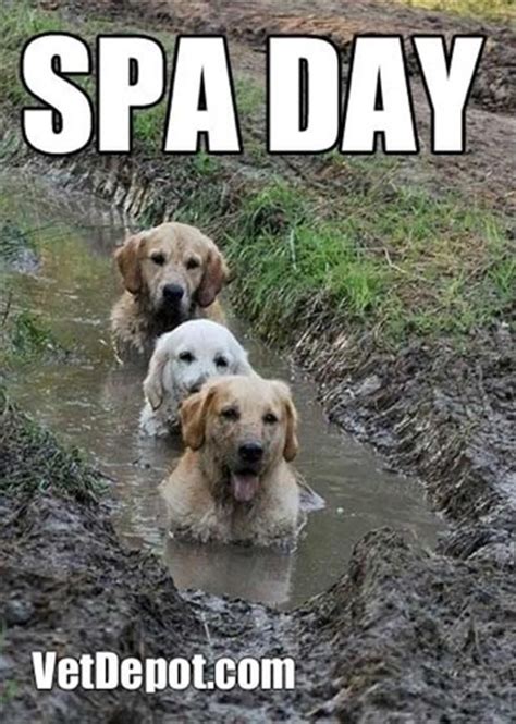 Put Your Rain Coats On, It's Raining Cats And Dogs! - 24 Pics | Funny ...