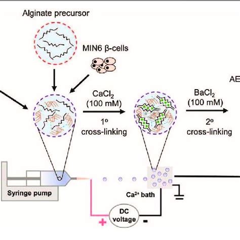 | Schematic illustrating fabrication steps alginate microcapsules ...