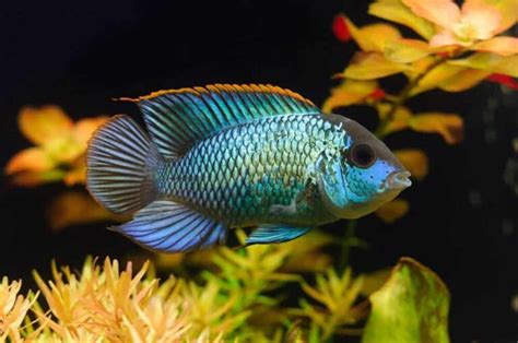 10 Best Blue Acara Tank Mates