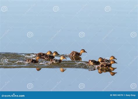 Baby Ducks Swimming stock photo. Image of lake, ducks - 90514070