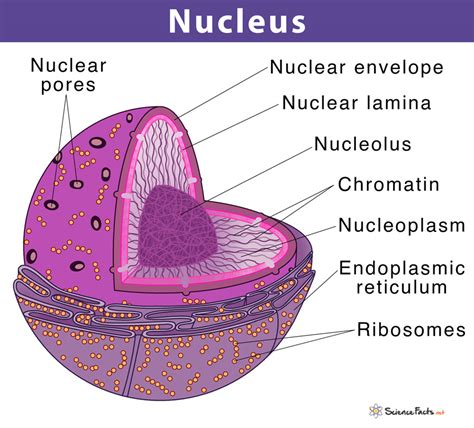 Cell Structure and Function Study Guide - Inspirit