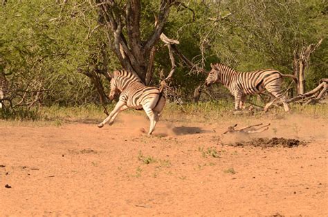 Zebra attack wildebeest calf - Africa Geographic