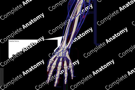 Radial Veins | Complete Anatomy