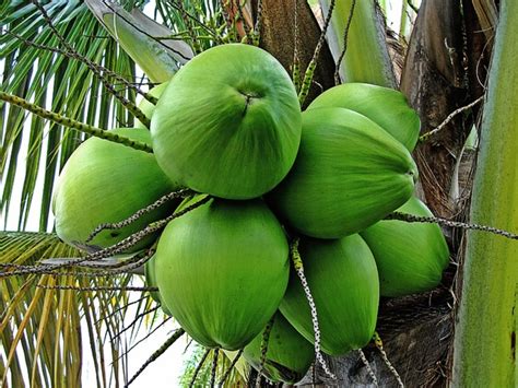 Facts About the Coconut Tree: Description and Uses - Owlcation