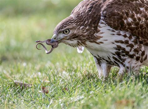 Red-tailed Hawk | Audubon Field Guide