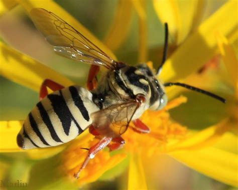 Cuckoo Bee - Triepeolus sp. - North American Insects & Spiders