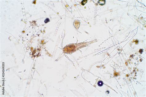 Marine aquatic plankton under microscope view Stock Photo | Adobe Stock