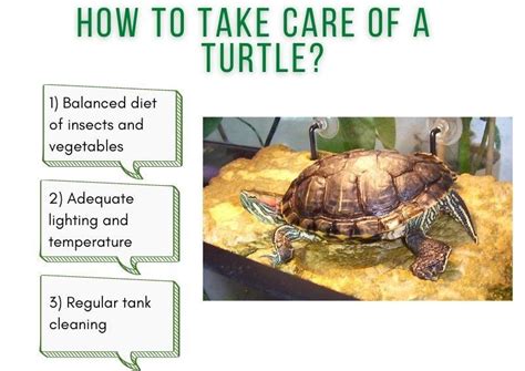 How to Take Care of a Turtle? - TurtleHolic