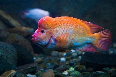 Red Devil Cichlid: Identification, Facts, Care Guide, & Pictures ...