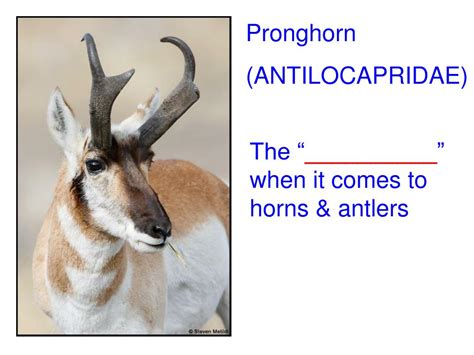 PPT - Claws, Nails, Hooves, Horns, and Antlers PowerPoint Presentation ...