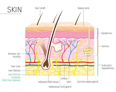 Skin Layers Diagram Images – Browse 3,721 Stock Photos, Vectors, and ...