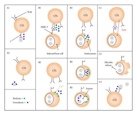 Killing of extracellular and intracellular microbes by CTL. (A) CTL ...