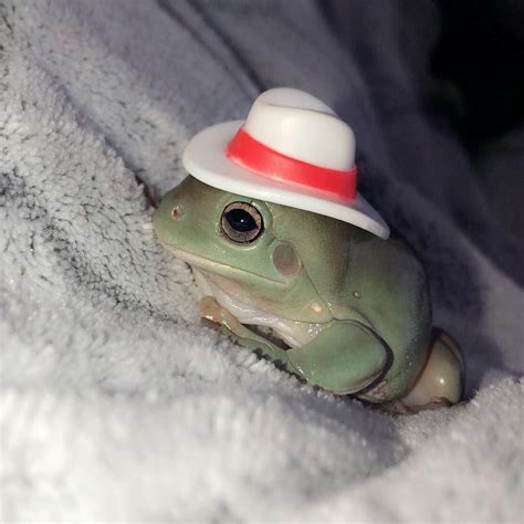 We have decided that frogs wearing hats is the next best thing 💗🐸 Cute ...