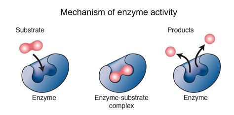 Enzyme Overview | Enzymes activity, Enzymes, Chemical reactions