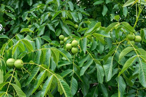 Trees with Pinnate Leaves: Hickory, Ash, Walnuts