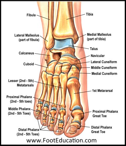 Bones and Joints of the Foot and Ankle Overview - FootEducation