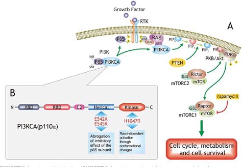 Figure 1 from Gene alterations in the PI3K/PTEN/AKT pathway as a ...