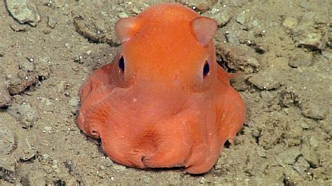 Isn't this Octopus Adorabilis? - Science Friday