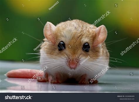 734 Gerbil Face Images, Stock Photos & Vectors | Shutterstock