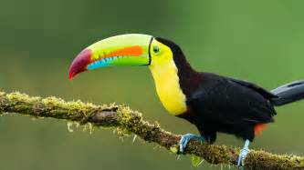 Toucan | San Diego Zoo Animals & Plants