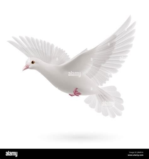 Realistic white dove on white background. Symbol of peace Stock Photo ...