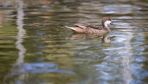 Climate in a Freshwater Biome | Sciencing