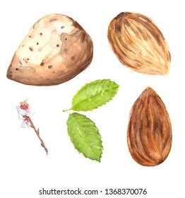 6,009 Almond watercolor Images, Stock Photos & Vectors | Shutterstock