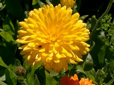 File:Benkid77 Big Yellow Flower 070807.JPG - Wikipedia