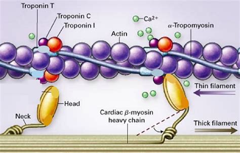 Engineering troponin C with altered Ca2+ binding properties to study ...