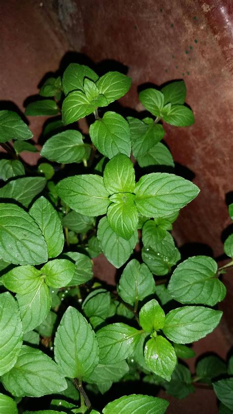 Not sure if my peppermint plant is actually peppermint. : gardening