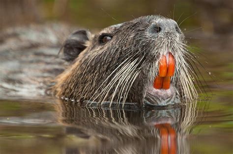 Dublin under threat from ‘large invasive rodent’ spotted along city’s ...