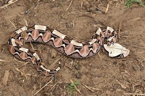 Gaboon Viper Facts and Pictures | Reptile Fact