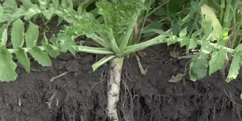 Forage Radish Cover Crops Guide What You Need to Know