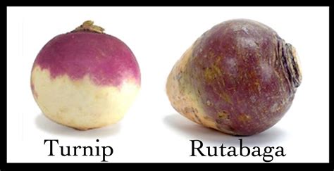 How to Grow Turnips and Rutabagas