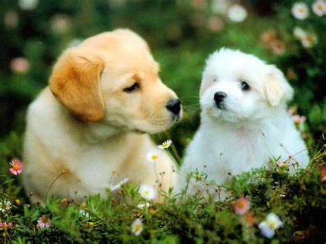 Beautiful puppies dogs - beautiful desktop wallpapers 2014