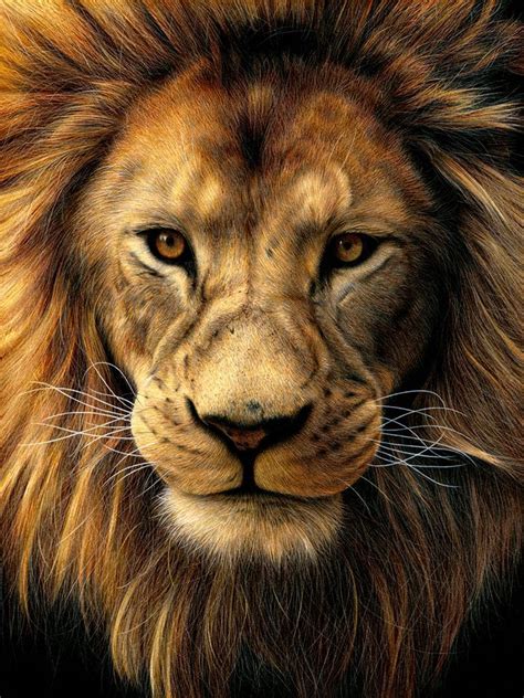 par Heather Rooney | Realistic drawings, Lion face drawing, Lion painting