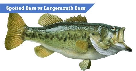 Spotted Bass vs Largemouth Bass | How To Tell The Key Differences