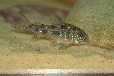 Cory Catfish Size: How Big Do Corydoras get? (+ Table) | Keeping Catfish