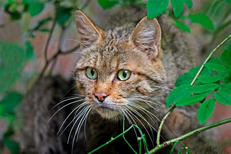 Características del Gato montés (Felis silvestris)