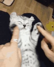 Cats Cuddle GIF - Cats Cuddle Hug - Discover & Share GIFs