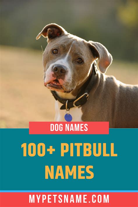 Pitbull Names | Pitbull names, Pitbull puppy names, Pitbulls