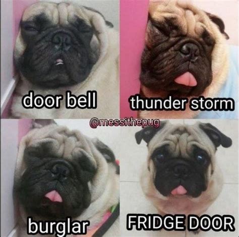 101 Lovable Pug Memes That Are Too Puggin' Cute