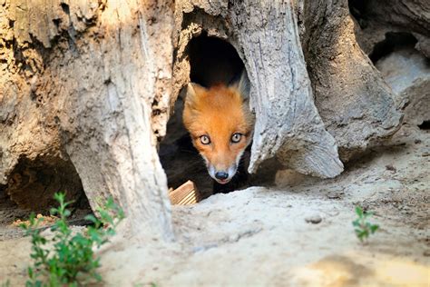 Fox Dens | All You Need To Know - All Things Foxes