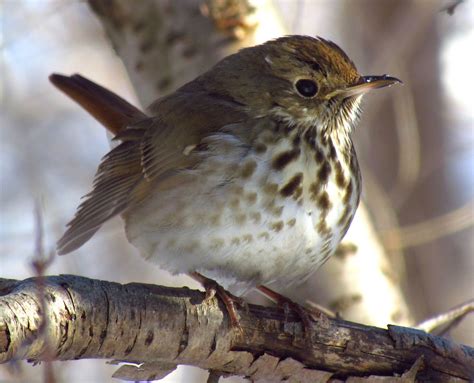 Adirondack Birds: Soulful Music of the Hermit Thrush - - The Adirondack ...