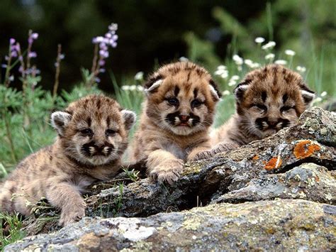 animals, Baby Animals, Pumas Wallpapers HD / Desktop and Mobile Backgrounds