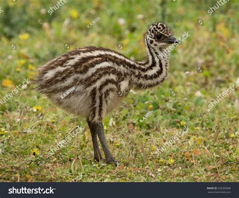 1,016 Baby Emu Images, Stock Photos & Vectors | Shutterstock