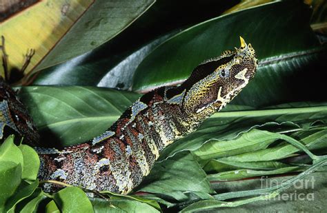 Rhino Viper Bitis Nasicornis Photograph by Gregory G. Dimijian, M.D.